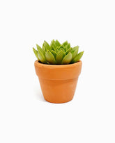 (Product 01) Sample - Garden and Ornament For Sale