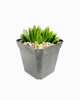 (Product 07) Sample - Garden and Ornament For Sale